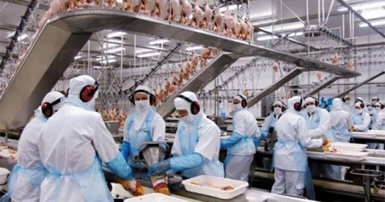 a imagem mostra uma linha de trabalho de frigorificos de carne